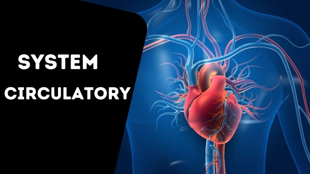 System Circulatory